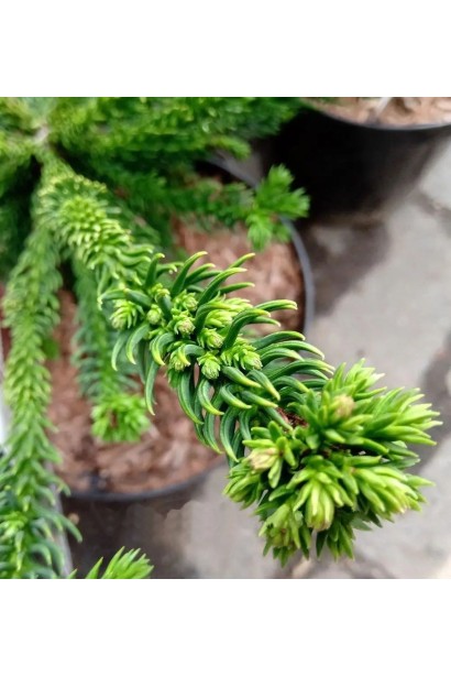 Криптомерія японська ’Dinger’